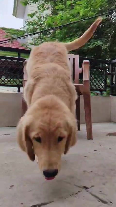 Our golden retriever playing a lot